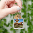 Search for group of animals key rings No people