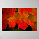 Search for fall colours posters Maple