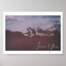 Search for giraffe photography art African