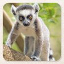 Search for lemur coasters Animal