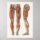 Search for leg muscle art Medical