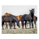 Search for herd posters Cute