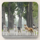 Search for husky dog coasters Alaskan malamute