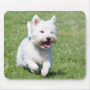 Search for west highland terrier mouse mats dog