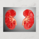 Search for kidney shaped Organ