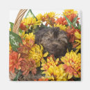 Search for poo magnets Animal