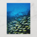 Search for fish swimming postcards Sealife creatures