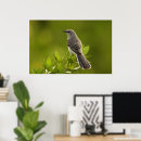 Search for mockingbird posters Wildlife