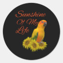 Search for conure stickers Tropical bird