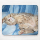 Search for adopt a cat mouse mats Adoption