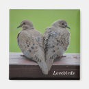 Search for mourning magnets Dove