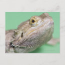 Search for bearded dragon postcards Scales