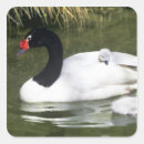 Search for necked stickers Bird