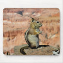 Search for ground squirrel mouse mats Chipmunk