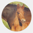 Search for foals stickers Horse