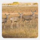 Search for mule stickers Nature