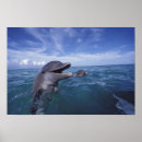 Search for bottlenose posters Cute