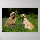 Search for goldie posters Panting
