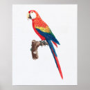 Search for vintage parrot posters Animals