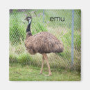 Search for emu magnets Animal