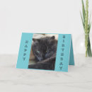 Search for black felines cards Kitties