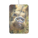 Search for pig car air fresheners Pet
