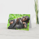 Search for chimpanzee postcards Playing