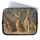 Search for ralph h bendjebar cases Fauna