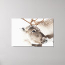 Search for reindeer art Rangifer tarandus