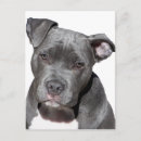 Search for american pit postcards Dog