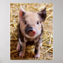 Search for black and white pig posters Cute
