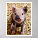 Search for black and white pig posters Cute