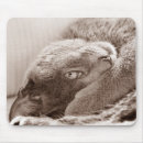 Search for rescue mouse mats Kitty