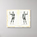 Search for anatomy canvas prints Posterior