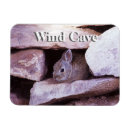 Search for cottontail magnets Wildlife