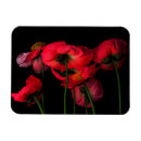 Search for red poppies magnets Blossom