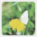 Search for white dandelion stickers Flower