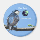 Search for swallows magnets Tree swallow
