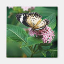 Search for wing magnets Green