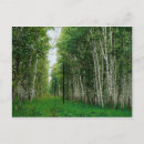 Search for birch postcards Nature