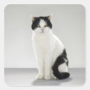 Search for cat green eyes stickers Grey