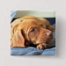 Search for animal collar badges Pet