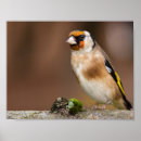 Search for goldfinch posters Nature
