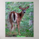 Search for fawn posters Photography