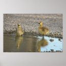 Search for puddle photography Wildlife