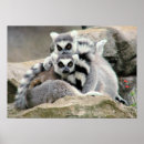 Search for cuddle posters Animals