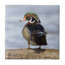 Search for log tiles Bird