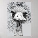 Search for flightless bird posters Birds