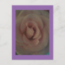Search for soft rose postcards Pretty