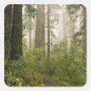 Search for redwood stickers Sequoia